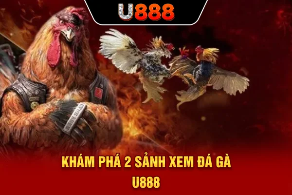 Khám phá 2 sảnh xem đá gà U888