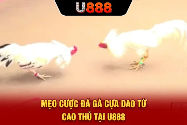Mẹo cược đá gà cựa dao từ cao thủ tại U888