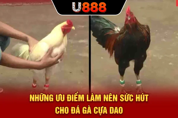 Những ưu điểm làm nên sức hút cho đá gà cựa dao